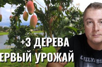 Саня во Флориде - последний выпуск от 4 06 2023 - Посадил 3 дерева манго