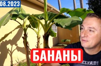 Саня во Флориде - последний выпуск от 13.08.2023 - Захожу в БАНАНЫ