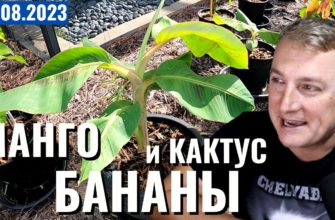 Саня во Флориде - последний выпуск от 20.08.2023